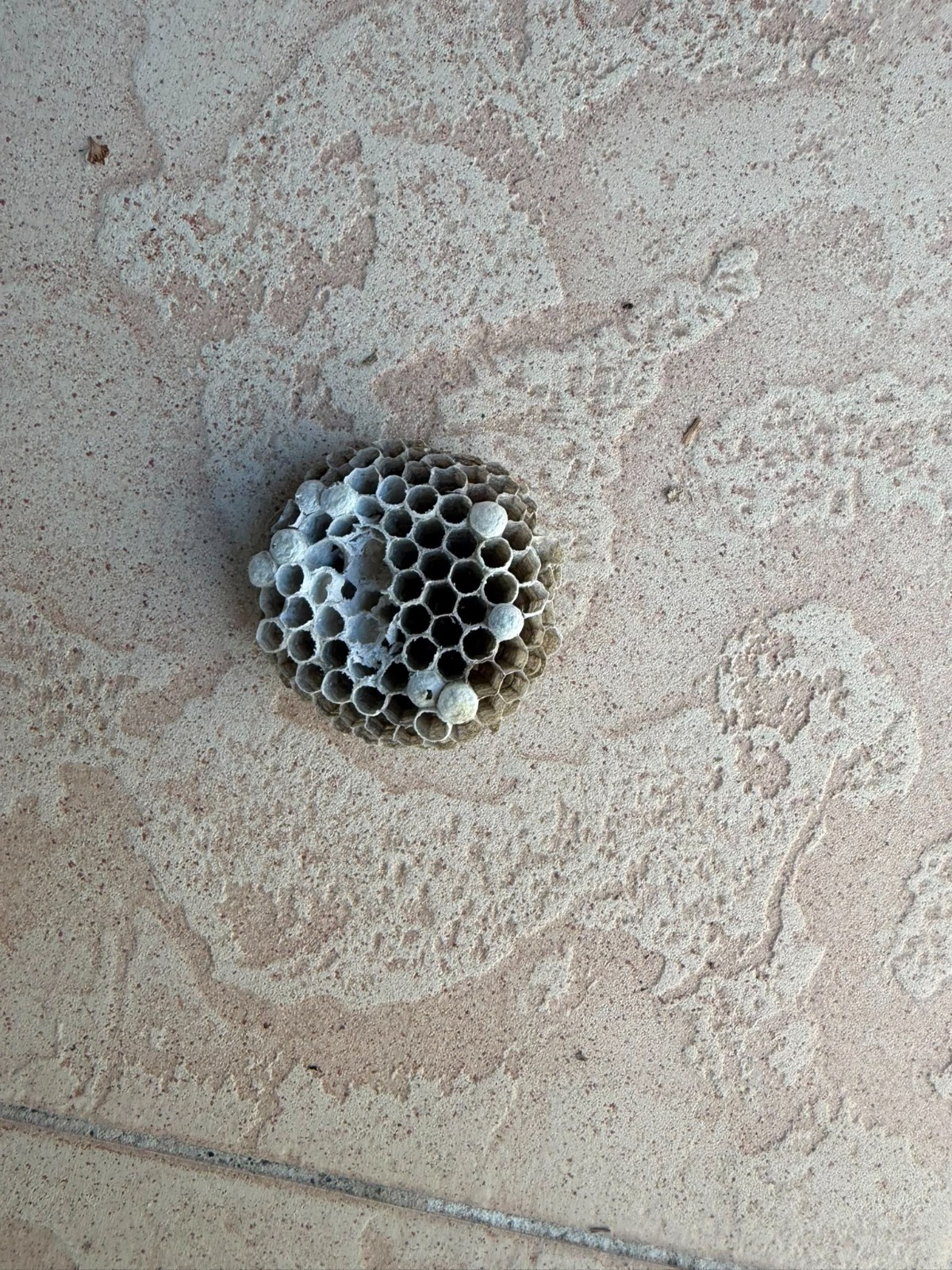 Kleine freiliegende Wabe an einer Wand