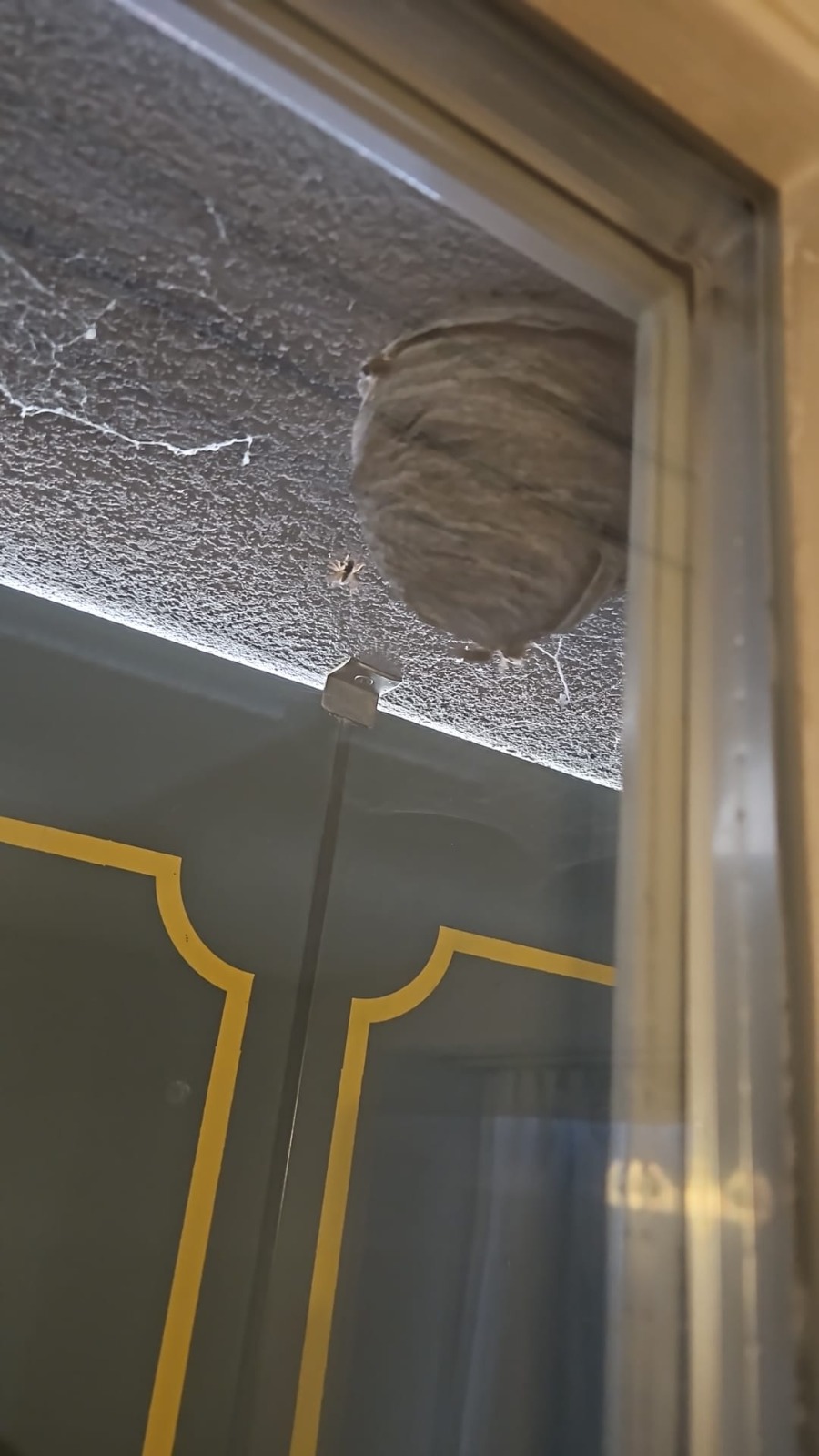Wespennest direkt am oberen Rand eines Fensters
