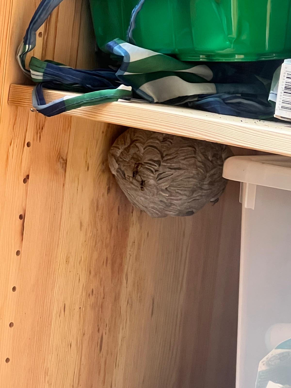 Wespennest in einer geschützten Schranknische