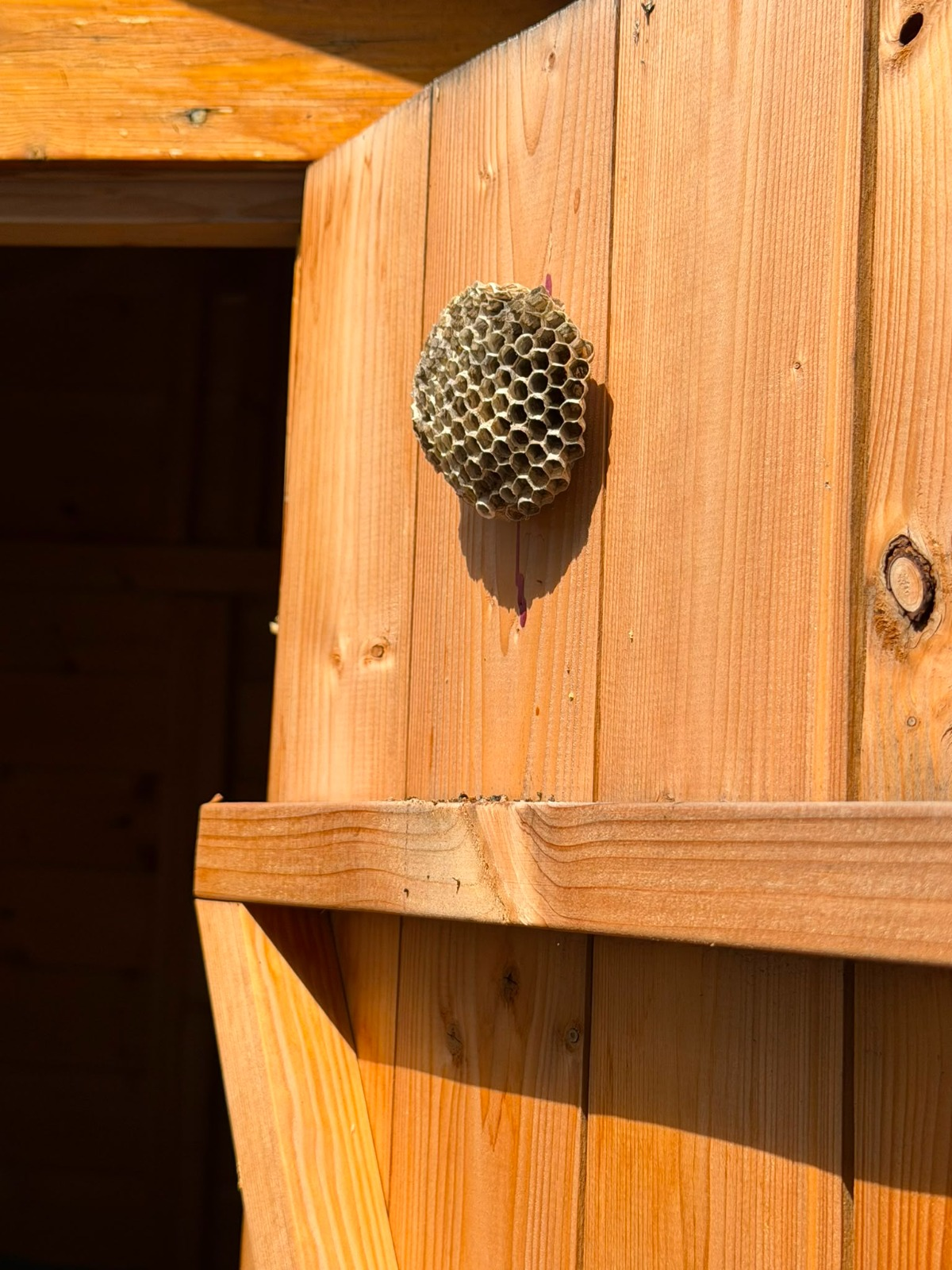 Feldwespennest an einer Holzwand im Gartenschuppen